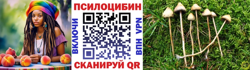 Псилоцибиновые грибы Psilocybe Куртамыш